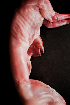 lapin