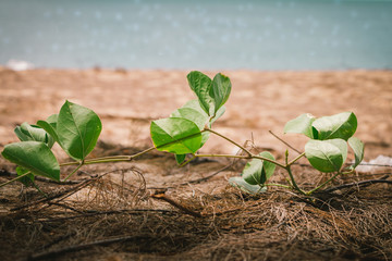 Small beach plants growing on the sand and sea background