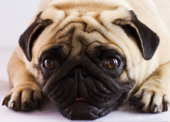 Obraz premium A sad pug lying on a white background