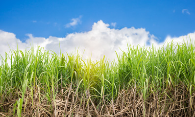 sugarcane field