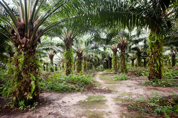 Obraz premium Palm Plantation