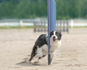 Border Collie doing slalom on dog agility course