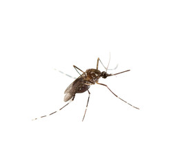 black culex mosquito