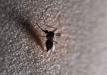 black culex mosquito