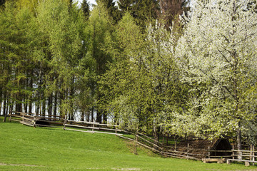 Spring landscape with green glade surrounded trees and canopy for firewood