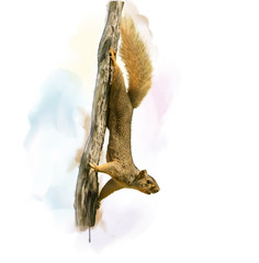 Squirrel On A Tree watercolor