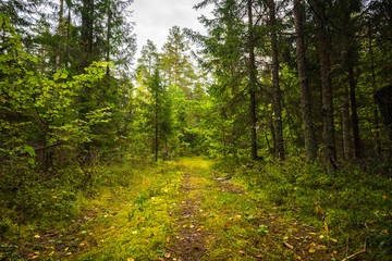 landscape of autumn forest with falling yellow leaves
