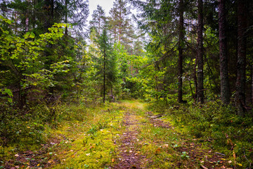 landscape of autumn forest with falling yellow leaves