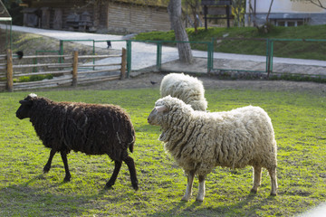 Obraz premium Grazing sheeps different colors on green meadow near wooden fence