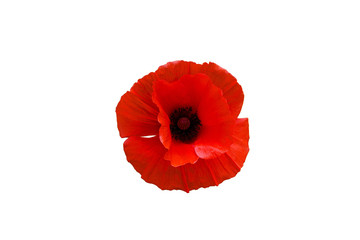 Red poppy flower isolated on white background