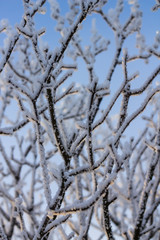 Branches covered with frost in front of blue sky