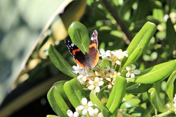 farfalla