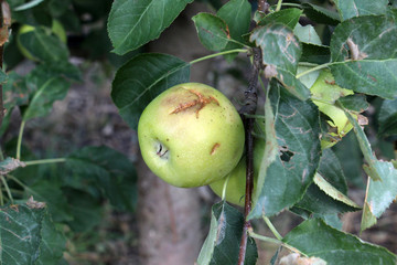 ripe apples before harvesting damaged by hail stones
