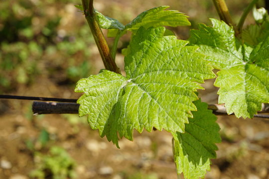 Feuille de vigne