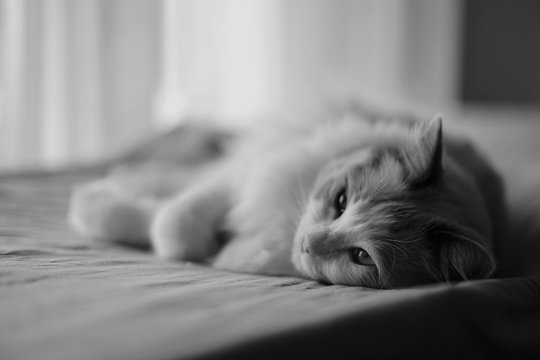 Pens&eacute;es de chat