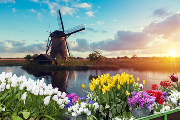 Landscape with tulips, traditional dutch windmills and houses near the canal in Zaanse Schans,...