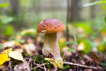 white edible mushroom boletus close-up on nature background