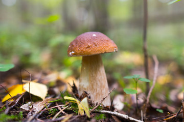white edible mushroom boletus close-up on nature background