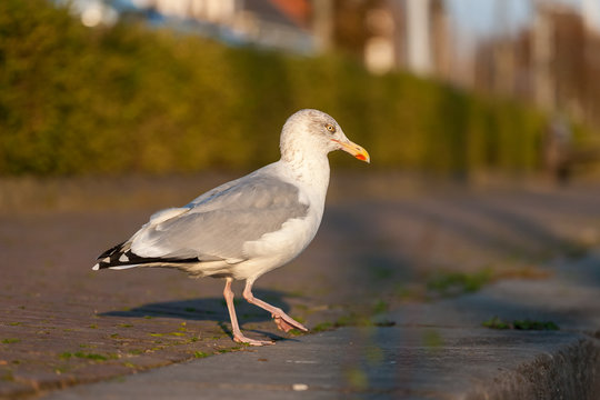 Seagull sitting on the pavement - Brouwershaven, Zeeland, Holland, Netherlands, Europe