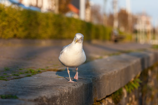 Seagull sitting on the pavement - Brouwershaven, Zeeland, Holland, Netherlands, Europe