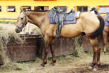 the horse in the stable
