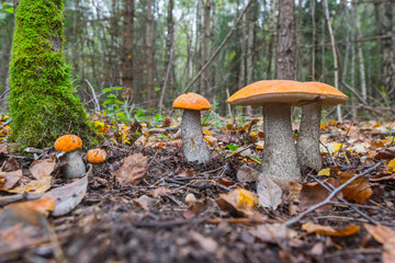 white edible mushroom boletus close-up on nature background