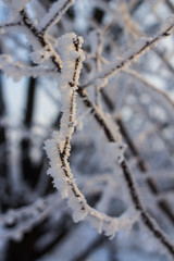 Branch covered with hoarfrost close up in front of the sky