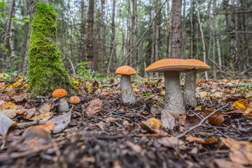 white edible mushroom boletus close-up on nature background
