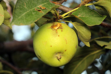 ripe apples before harvesting damaged by hail stones