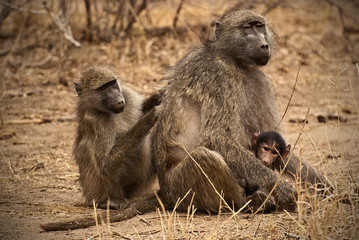 Baboon , South Africa