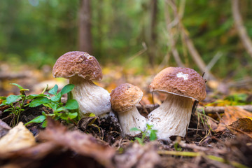 white edible mushroom boletus close-up on nature background