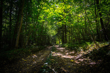 Obraz premium landscape of autumn forest with falling yellow leaves