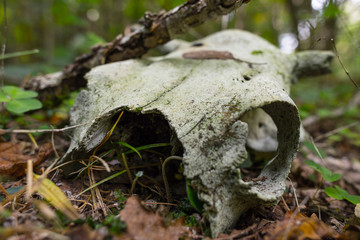 skull of cattle against the background of nature