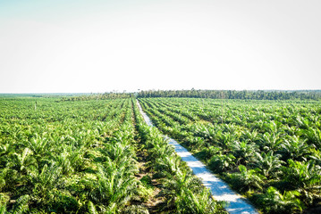 palm plantation