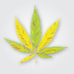 Marijuana or cannabis vector. Colorful leaf element