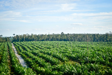 Fototapeta na wymiar palm plantation