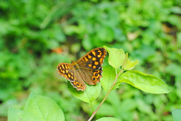 Papillon