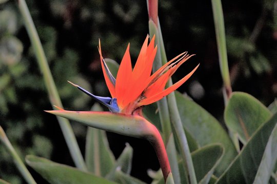 fiore