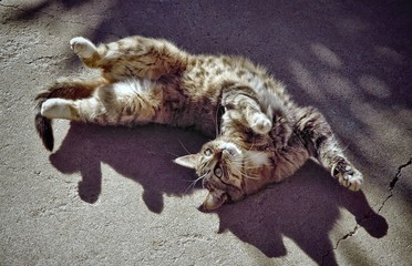 Happy cat rolling on cement in the sunshine 