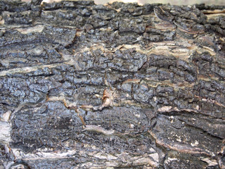 Tree bark texture