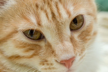 cute red kitten