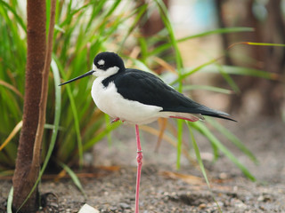 Black-necked stilt.