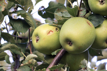 ripe apples before harvesting damaged by hail stones