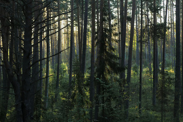 Autumn dawn in forest