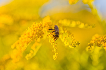 Solidago, goldenrod yellow flowers in summer. Lonely bee sits on a yellow flowering goldenrod and collects nectar