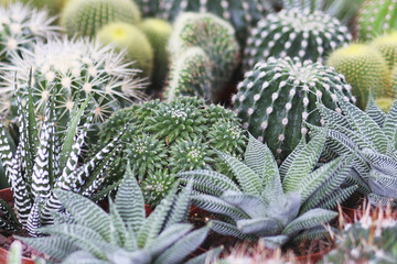 Cactus background