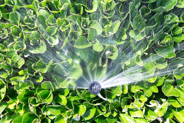 sprinkler in green plant