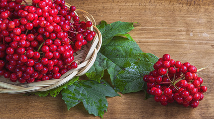 Ripe viburnum berries