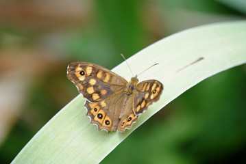 Papillon
