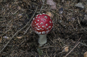 Poisonous mushroom